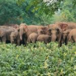 4242406-hathi-jhund