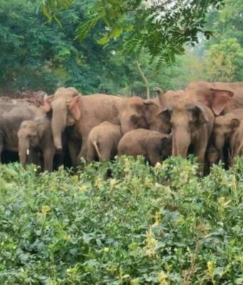 हाथियों से सुरक्षा के लिए क्या करें, क्या न करें: सुरक्षा को लेकर हुई बैठक