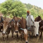 ‘कृषि में प्रगति-प्रदेश में समृद्धि-1