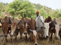 कृषि-में-प्रगति-प्रदेश-में-समृद्धि