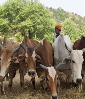 कृषि-में-प्रगति-प्रदेश-में-समृद्धि