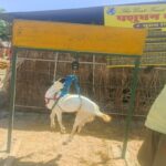 पशुसखियां 3 (1)