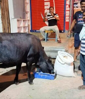 बेजुवान पशुओं को भोजन कराने आगे आए लोग