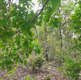 Buxwaha Abhiyan : save the forest