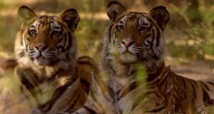 Tiger Conservation